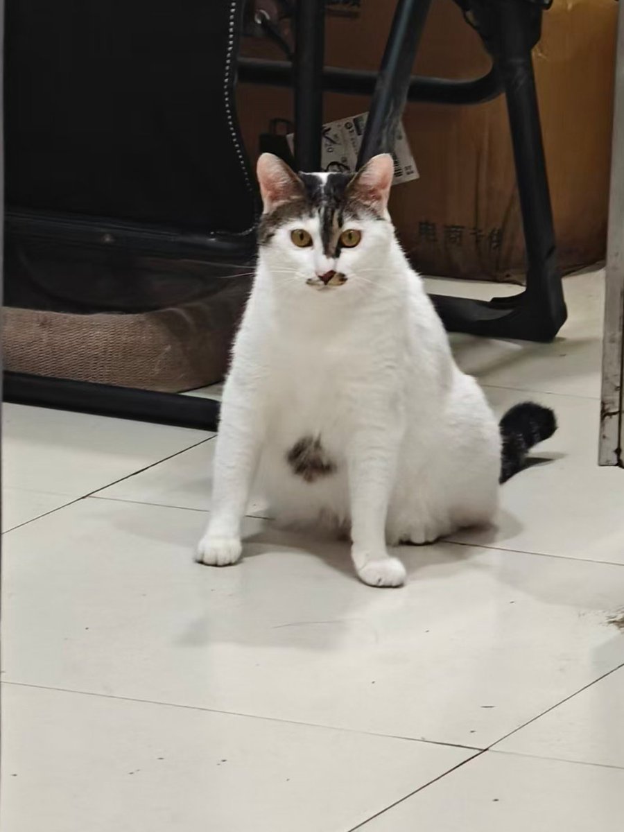 gloryffshee's tweet photo. 只可远观不敢亵玩的正经猫 https://t.co/dEJxd9Sjyf