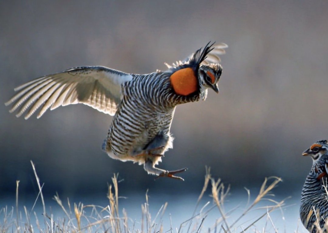 mitchellmclain's tweet photo. Minnesota once had 18 million acres of tallgrass prairie. Today less than 1% remains. Conservation partners just added nearly 2,000 acres to protected land in the Red River Valley. Funded by Minnesota voters through the Outdoor Heritage Fund. Source: StarTrib https://t.co/g2skdgZ9Xo