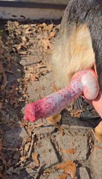 SofiaAndylw's tweet photo. It's a new 🆕 week, don't be get started boring. 😔
Ask for my menu to watch how my knotty dog 🐕 f**k me so hard till he cums...🥵🍆
TELEGRAM LINK 👇👇
https://t.co/lHFW9DCBKs https://t.co/q5su3KBNpT