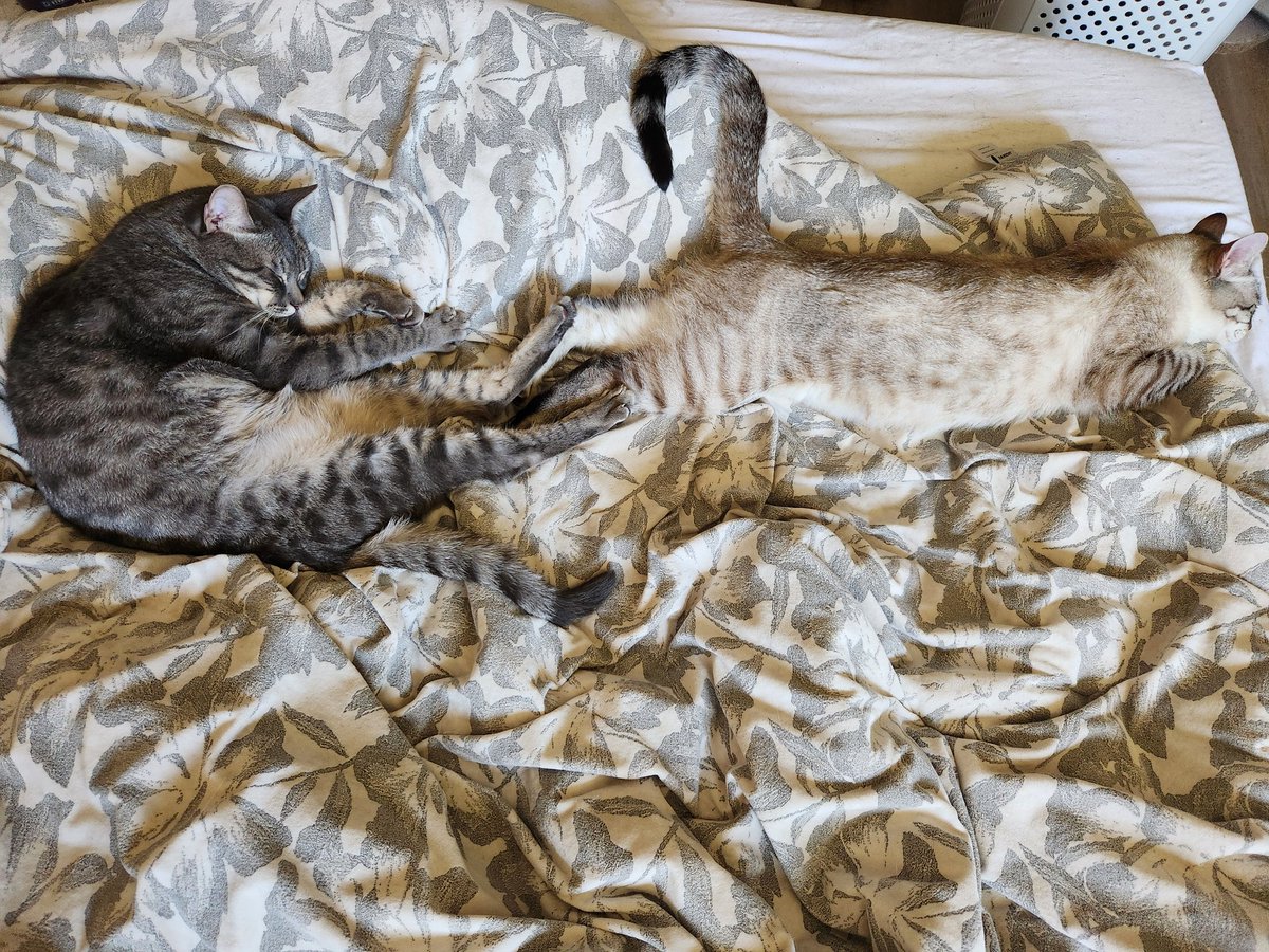 lentil & bowser 🩶 walter & bonkers 🌈 tweet media