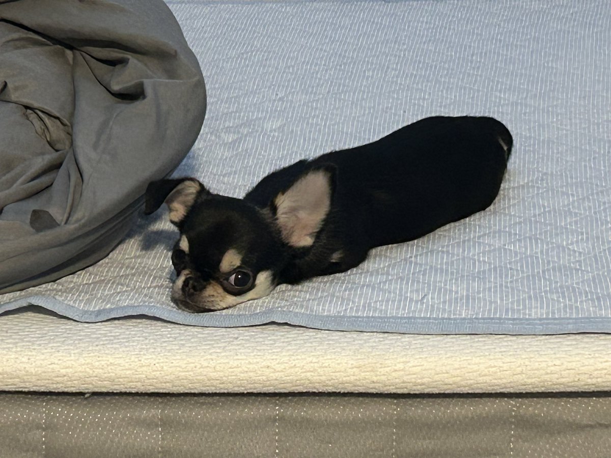 チワワ