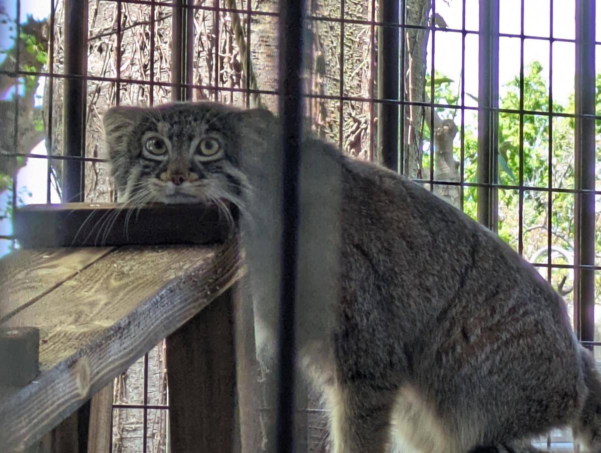 横浜市立野毛山動物園≪公式≫ tweet media