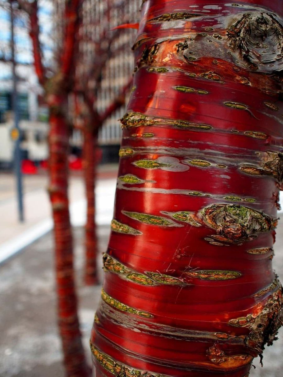 greenvibe's tweet photo. FLAMING tibetan cherry tree Photo by : Andy Ely https://t.co/GVwV63HXxX