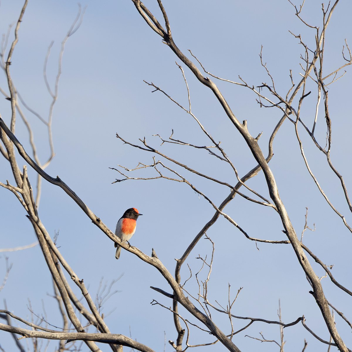 SandyHorne61's tweet photo. A teeny tiny pop of colour in amongst the branches.
This red-capped robin, at our campsite at Gluepot Reserve, announced its presence with a distinctive call that sounded like a telephone 😄 https://t.co/HhbmPCUrIv