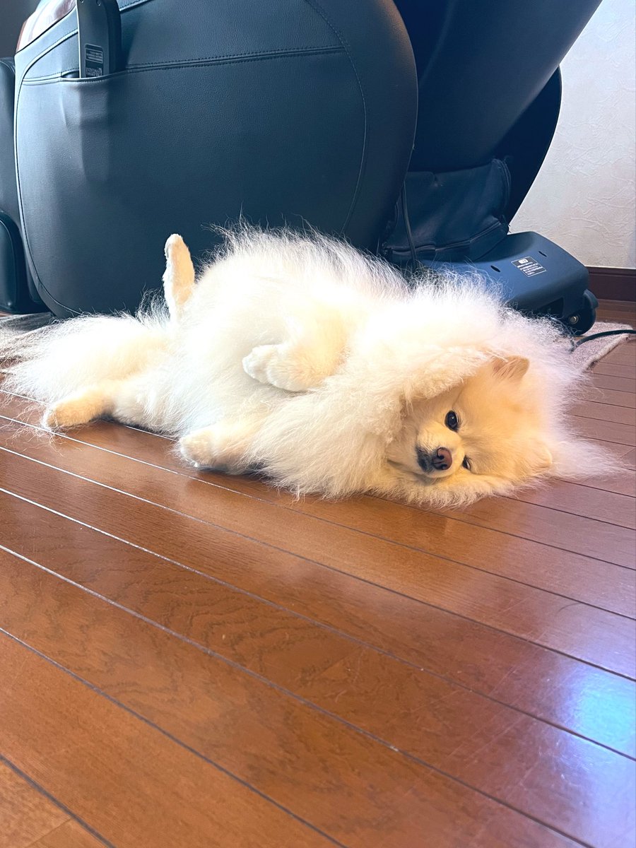 snowjun33's tweet photo. ごろんして主の様子伺い💭 https://t.co/QIITDzqACd
