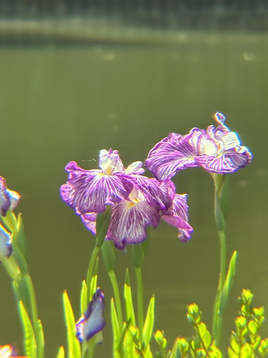 こんにちは 庭園内の花菖蒲が続々と咲いてきています。 今日は「駒止
