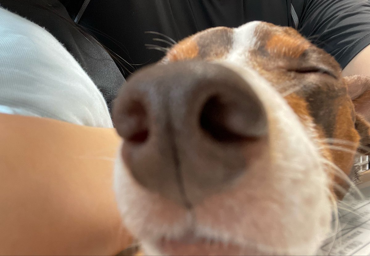 onz_ray's tweet photo. ずっとべったりな犬ちゃん🐶 https://t.co/1lvgR9jMgR