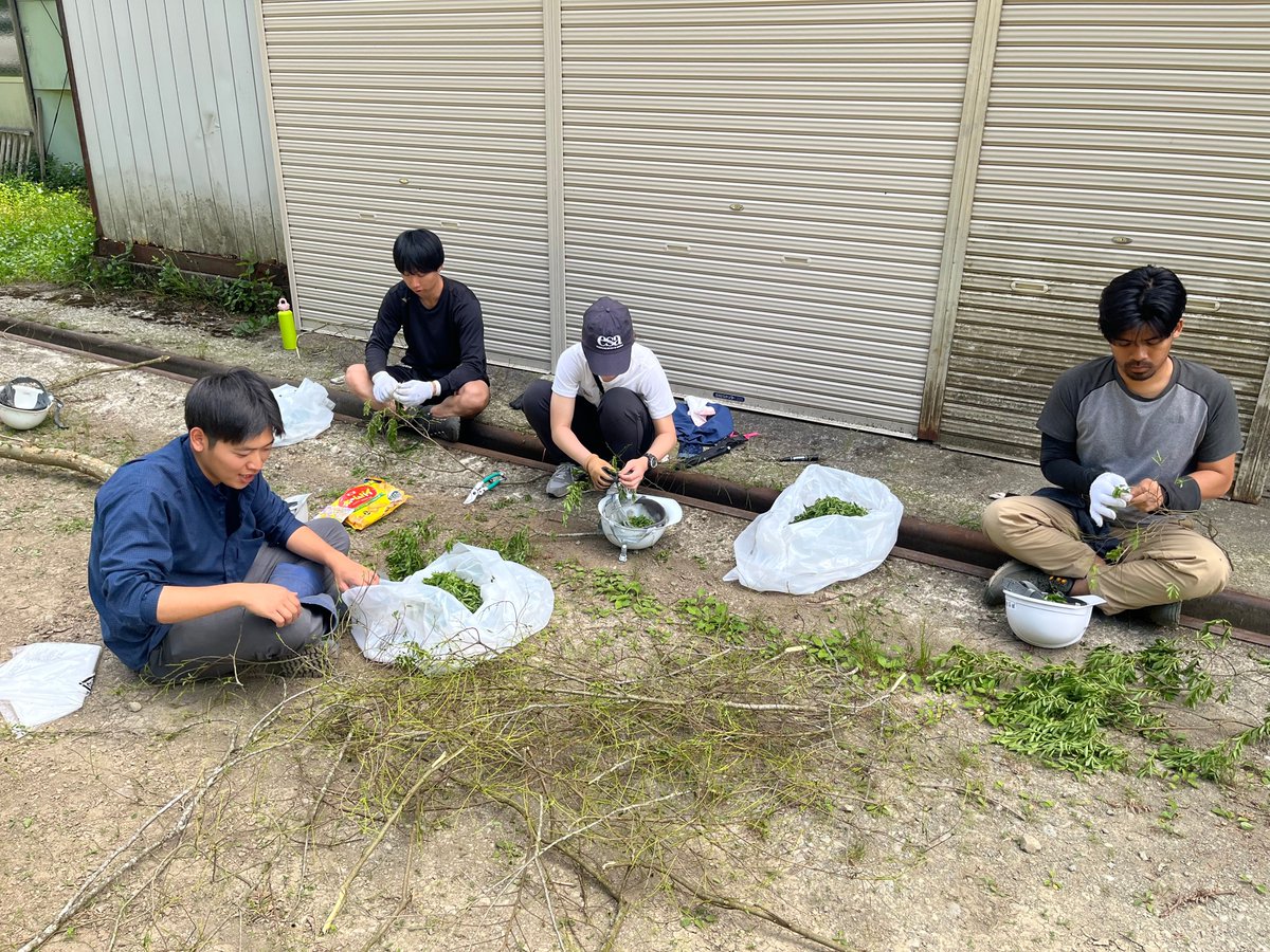 yskond's tweet photo. 芦生研究林にて、技術職員の皆様と当研究室の仲間達で、アキニレの伐採＆重量計測を行いました。この木は事情により伐採が必要だったものですが、研究利用させてもらいました。２日間掛けて計測した総重量は、なんと10.1トン。1960年代の四大学合同調査の最大値を超える貴重なデータになりました。 https://t.co/ZywQsEM4Px