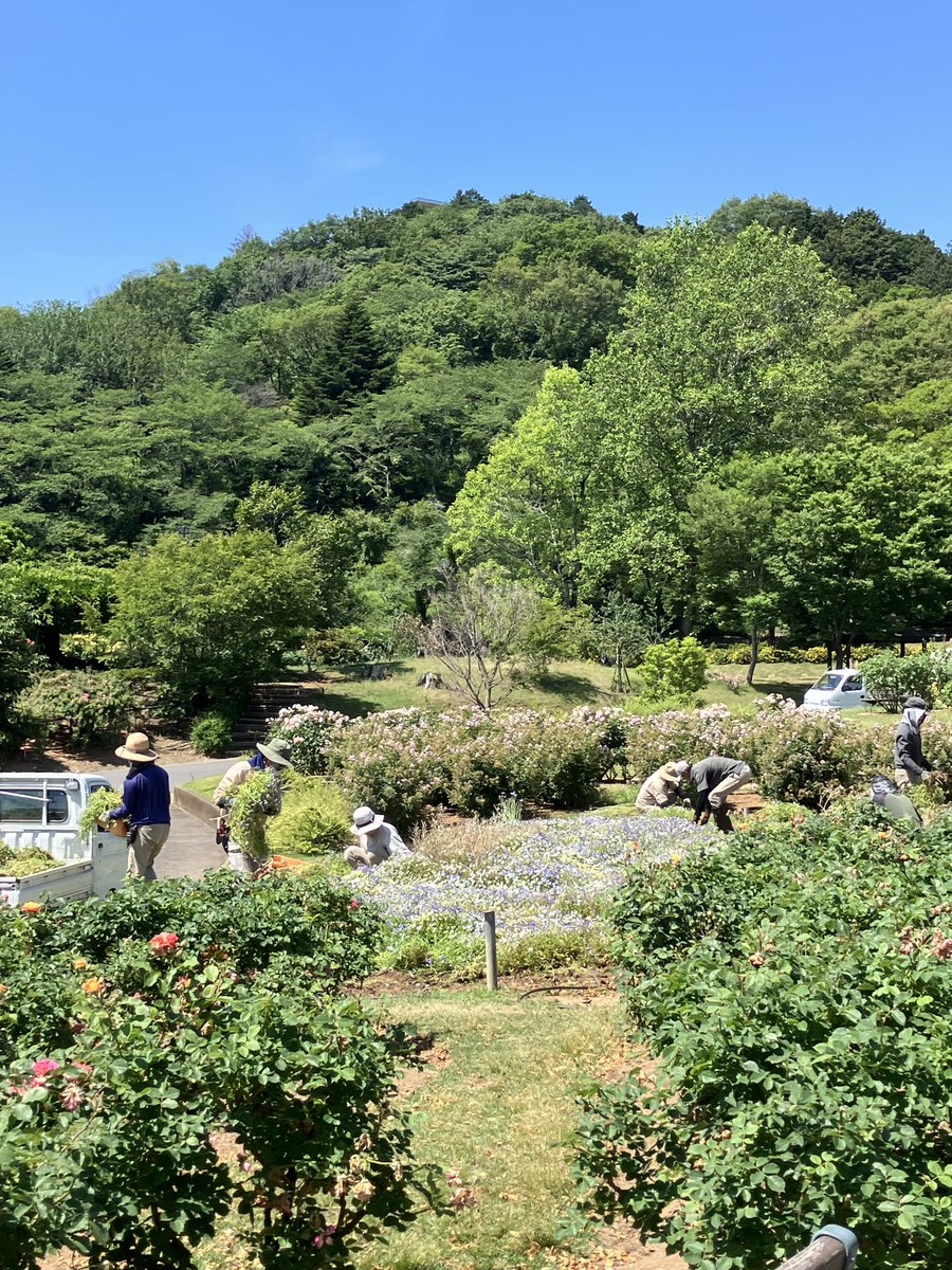 ibarakiflower's tweet photo. 【ガーデナーのお仕事】
花の川の入れ替え作業しております💪
暑い中いつもありがとうございます✨
次の完成楽しみですね
https://t.co/pDvzrArce3
＃いばらきフラワーパーク　#ひまわりに植えかわります #完成が楽しみ ＃ヒマワリ https://t.co/CkvsK8msfN