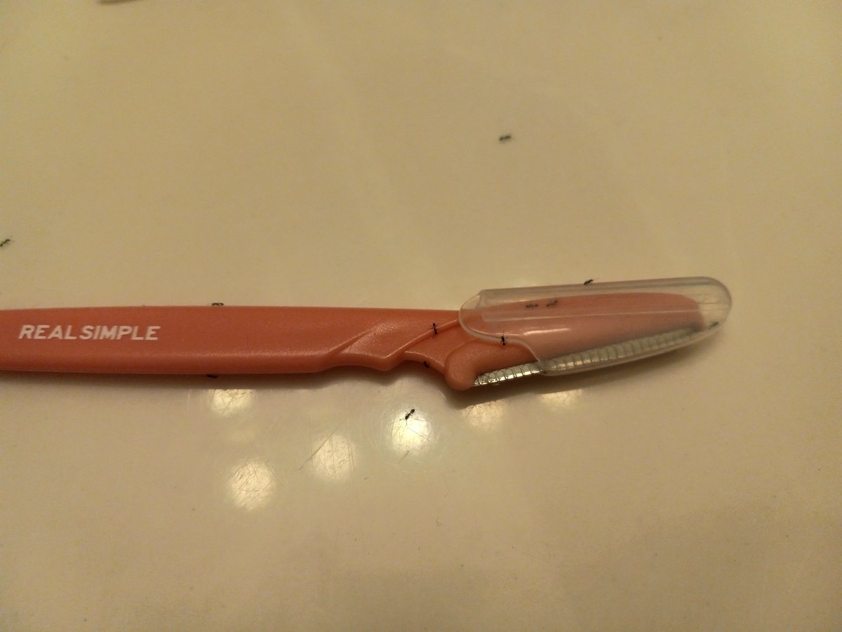 panssxual's tweet photo. Why is my razor covered in ant? (Ignore the fact that the cap is on backwards) https://t.co/LUbiLyAYcC