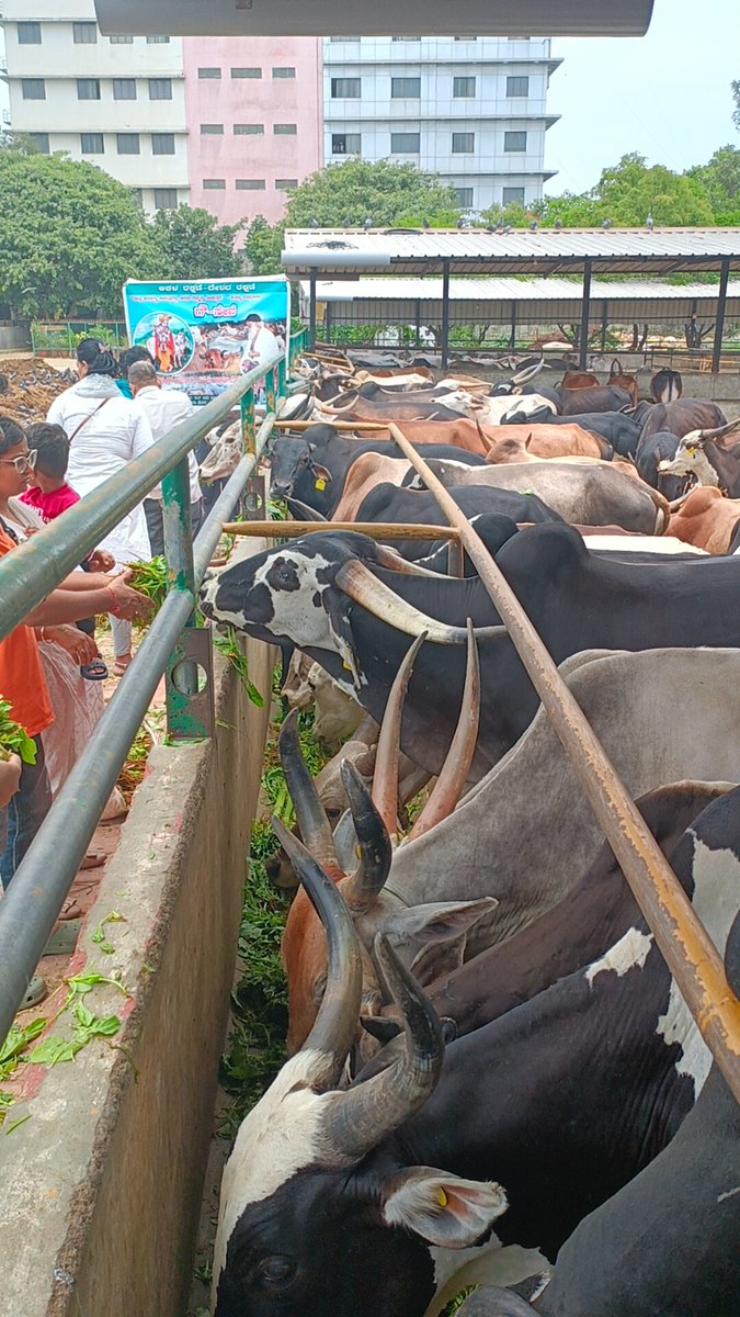 AshramBlr's tweet photo. Sant Shri Asharamji Bapu #Ashram Trust in #Bengaluru organized #GauGrass Seva program at Gaushala Koramangla, #Bangalore on 30th May, 2026 with a motive to serve cows who serve us in various ways.

Let’s serve, protect &amp; honor Gau Mata. 

🌐Seva Post-https://t.co/jozUf3Gm6C https://t.co/f0G06TvMh5