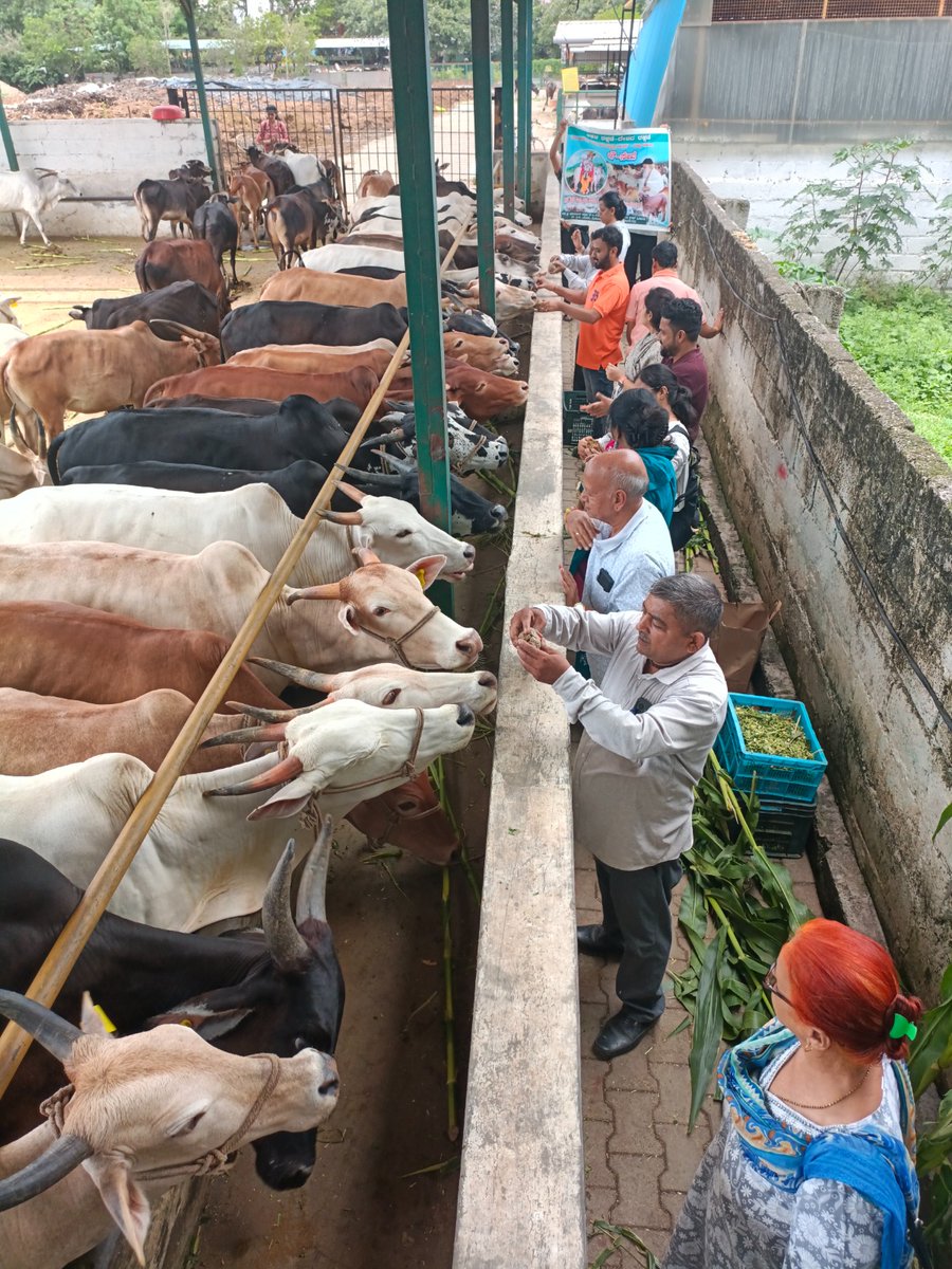 AshramBlr's tweet photo. Sant Shri Asharamji Bapu #Ashram Trust in #Bengaluru organized #GauGrass Seva program at Gaushala Koramangla, #Bangalore on 30th May, 2026 with a motive to serve cows who serve us in various ways.

Let’s serve, protect &amp; honor Gau Mata. 

🌐Seva Post-https://t.co/jozUf3Gm6C https://t.co/f0G06TvMh5
