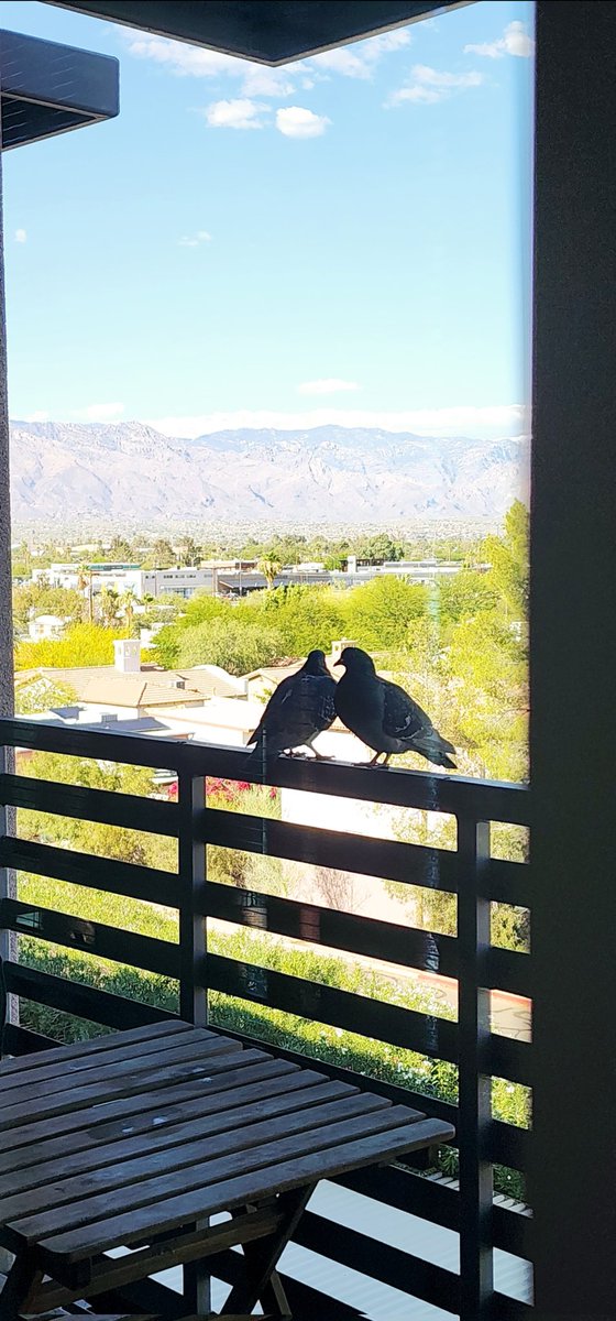 lwongm's tweet photo. La vida, que siempre sabe de carencias, trajo a estos tórtolos tucsonorenses a anidar al balcón. 

He aprendido que se besan (pico a pico), descansan en una pata, y ambos aportan ramas al nido 🌿

Y a uno no le queda más que describirlos con estas manos...que no pueden volar... https://t.co/EjKOYGoptM