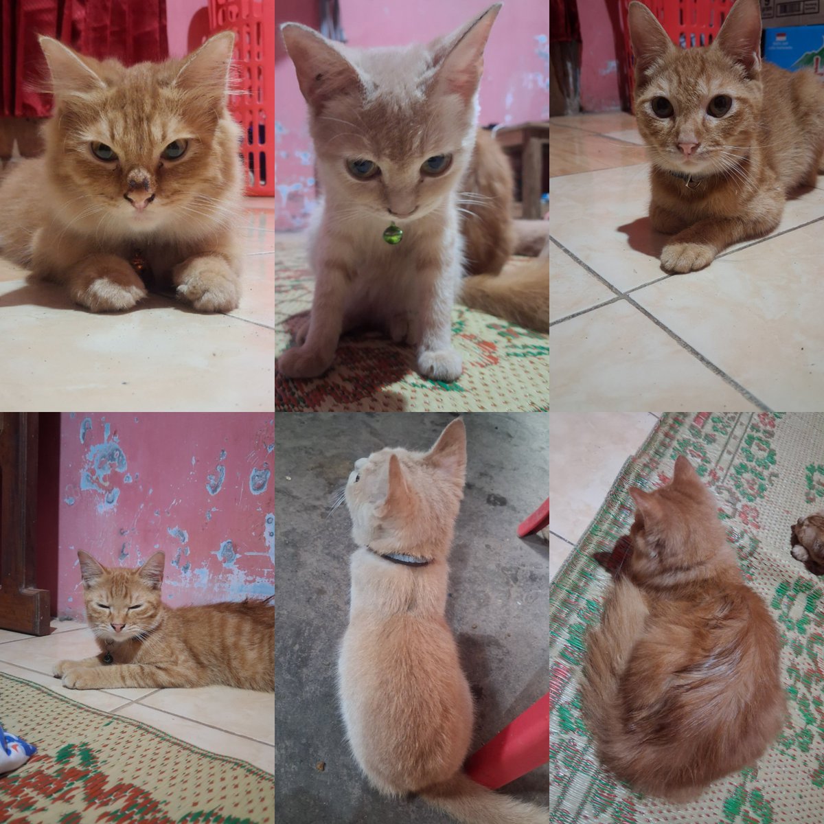 moonetized's tweet photo. Open Adopt
Open Adopsi Kucing Jogja
Lokasi Sewon

#openadoptkucing #kucingjogja https://t.co/JbzlUe8AtT