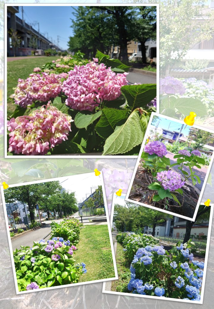 MinamiSCPR's tweet photo. 潤いをまとった季節に、紫陽花が美しく咲きそろいました。今だけの彩り、お見逃しなく。
＃花と緑の散歩道 #紫陽花 https://t.co/9tJZjvE8hf