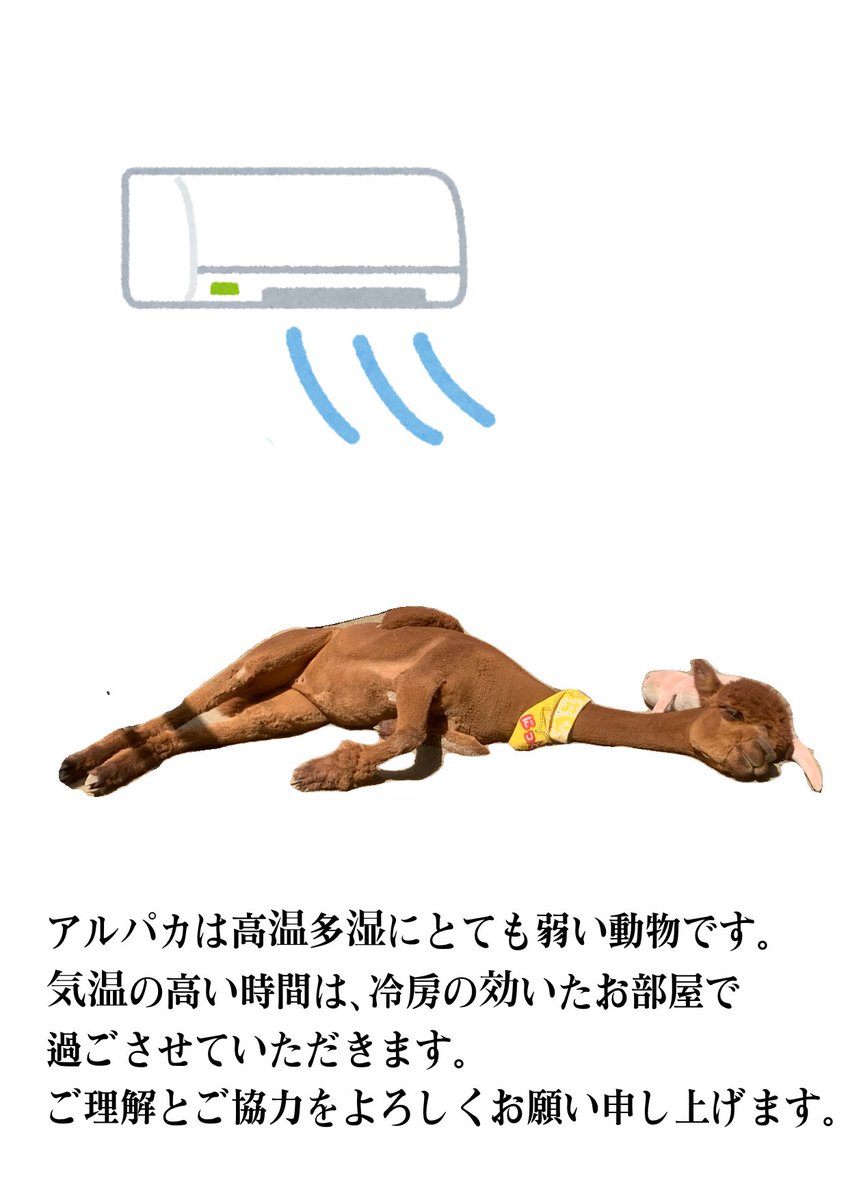 BellMall_alpaca's tweet photo. 【お知らせ】

本日は、気温の高い12:00〜15:30のあいだ、アルパカの展示を中止させていただきます。

アルパカの健康を守るためですので、ご理解ご協力のほどよろしくお願いいたします。

#ベルモール
#アルパカ広場 https://t.co/cTLcCCeDYL