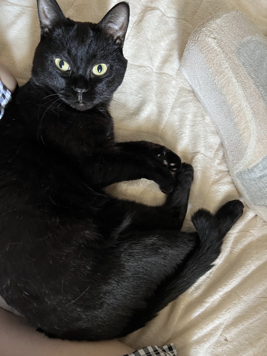 え？6月！？ #黒猫おはぎ #黒猫同盟 #猫好きさんと繋がりたい