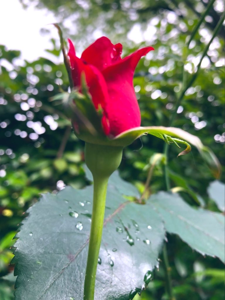 randengo's tweet photo. 定期テスト直前💯

目の前のことに焦るより、目の前のものを丁寧に整える。
詰め込むより、仕上げる☝️

いま大事なのは『新しいこと』ではなく、
『できるこ��を確実にする』こと。

最後の数日で点数を伸ばすために必要なことは、自分を信じて、目の前のものを丁寧にやり抜く人✨ https://t.co/UBhNt9Xo6J