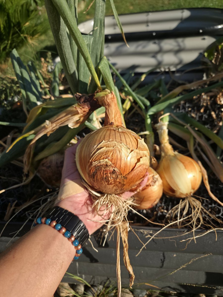 DeyMaLex's tweet photo. 👨🏽‍🌾🧅 https://t.co/qhrKUhziWo