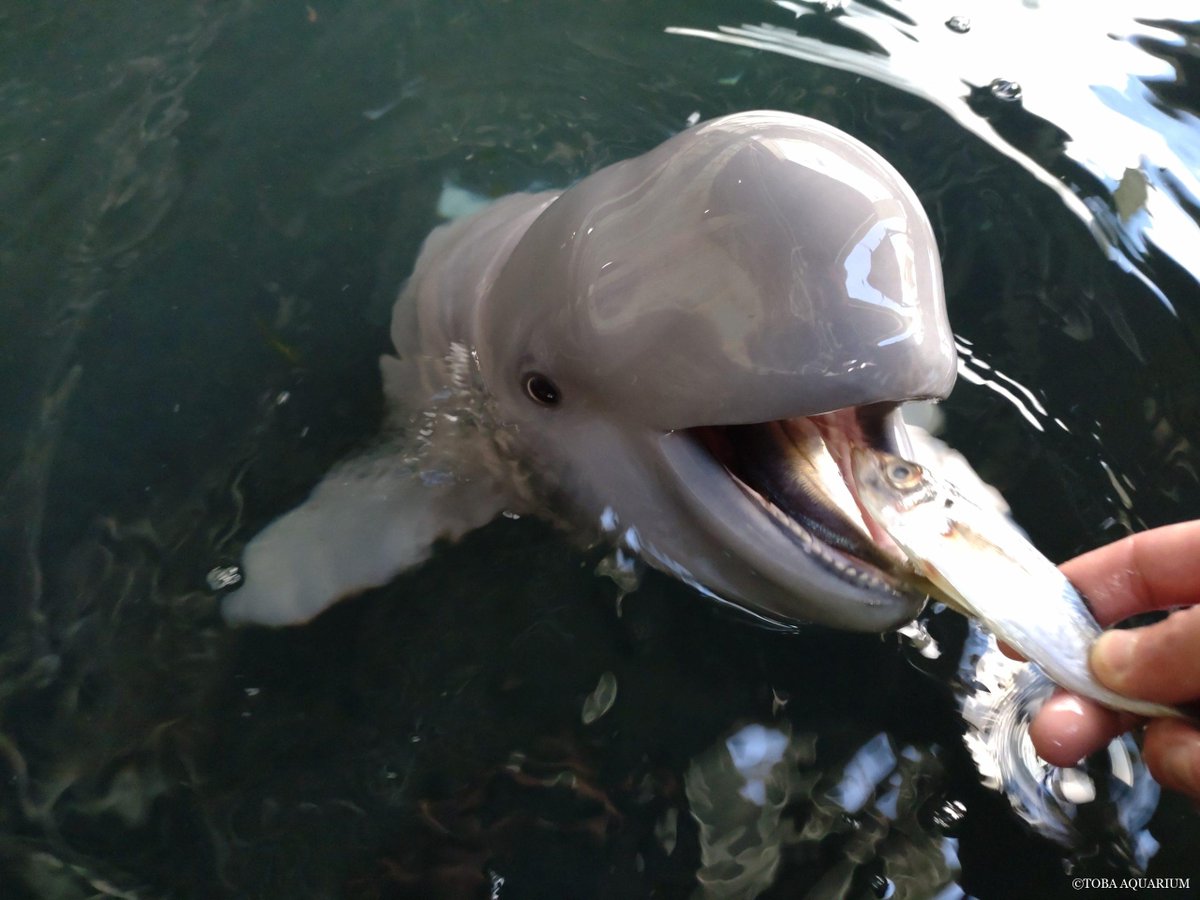 TOBA_AQUARIUM's tweet photo. ピース’s Birthday!!!: スナメリの「ピース」が6/1に誕生日を迎え4歳になりました！！ 現在ピースは父親である「ゴウ」と2頭でバックヤード暮らしをしています。   父親の「ゴウ」 ご飯待ちで並んでいる「ピース」(左) と「ゴウ」(右) https://t.co/kYSDdWZjn8 https://t.co/W3BrF3pYAg