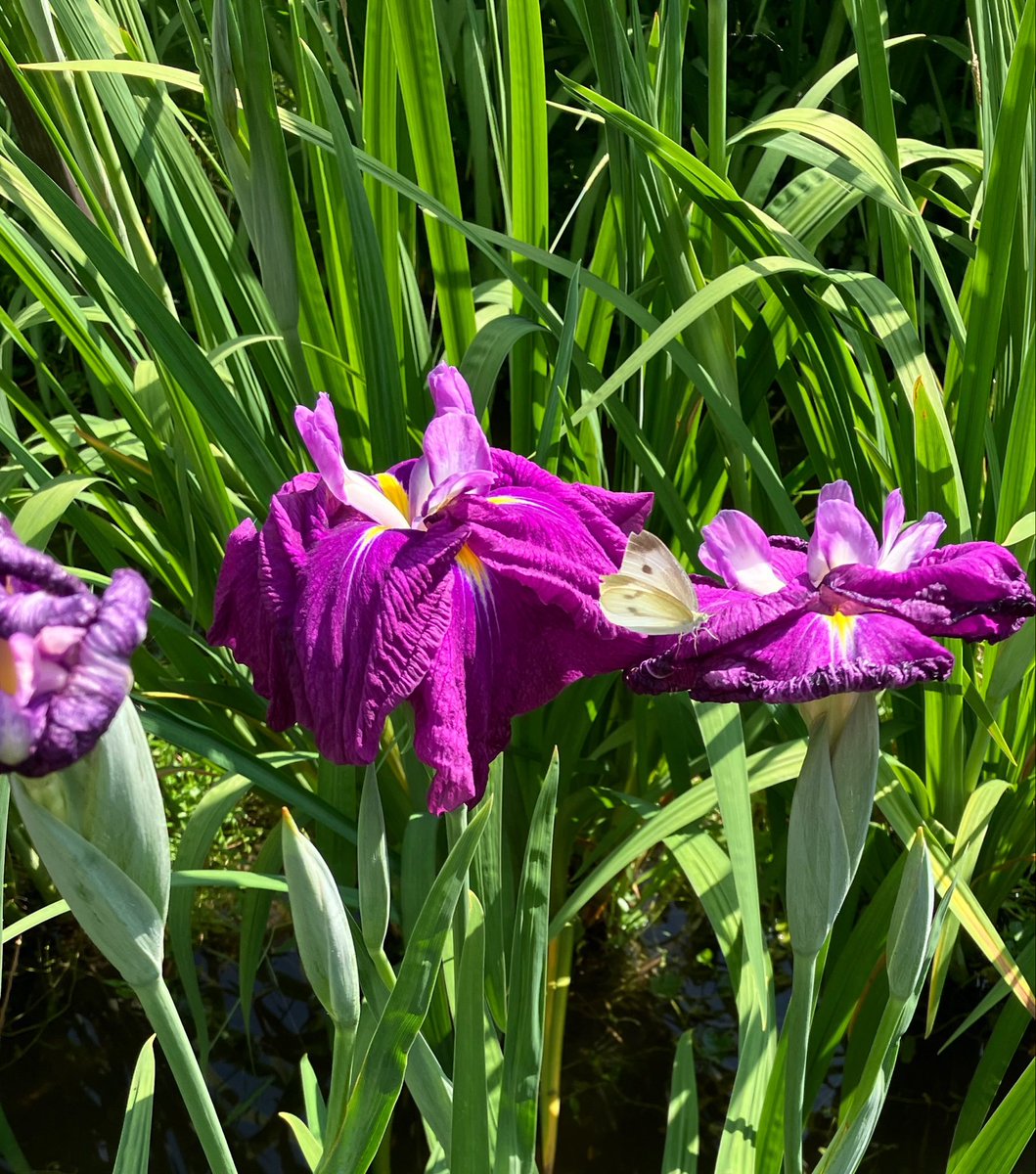 ishiningyo's tweet photo. 吉香花菖蒲園はなかなかいい感じになってきました。これからはお天気も気になりますが、錦帯橋へお越しの際はぜひこちらも楽しんでください。ここから吉香神社周辺のアジサイを見ながら城山花菖蒲園へ行くのがおすすめです。看板が出ていますので辿って行けます。今日からう飼も始まりますよ https://t.co/lYKkuOgM8h