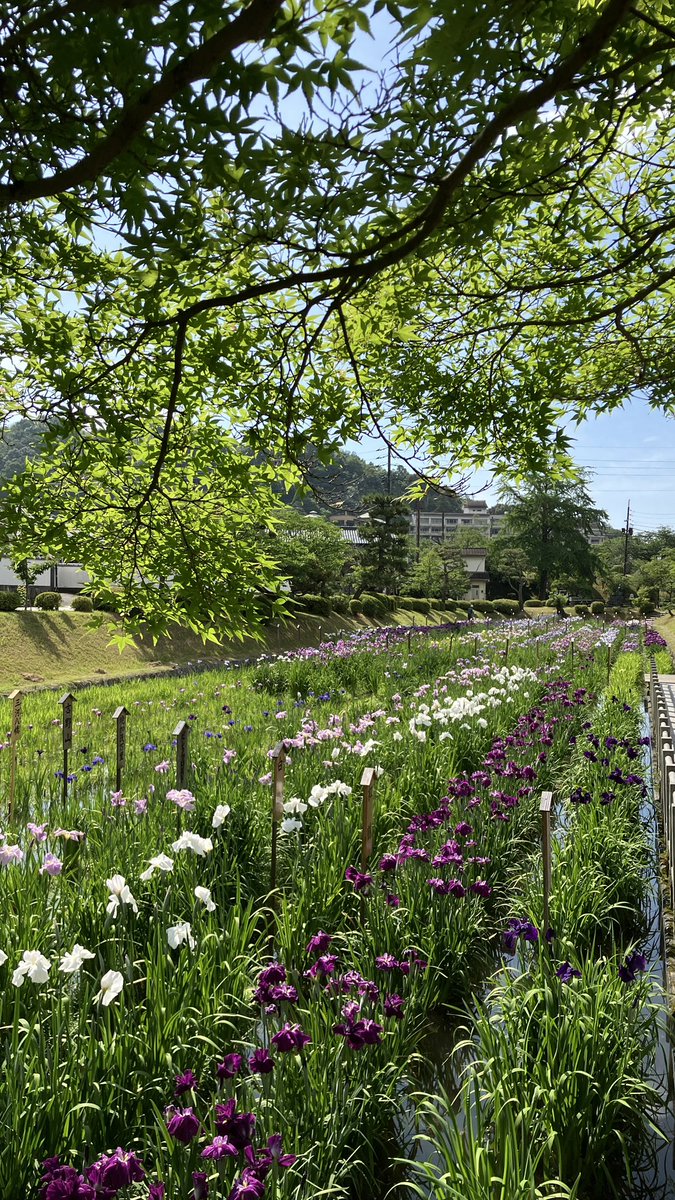 ishiningyo's tweet photo. 吉香花菖蒲園はなかなかいい感じになってきました。これからはお天気も気になりますが、錦帯橋へお越しの際はぜひこちらも楽しんでください。ここから吉香神社周辺のアジサイを見ながら城山花菖蒲園へ行くのがおすすめです。看板が出ていますので辿って行けます。今日からう飼も始まりますよ https://t.co/lYKkuOgM8h