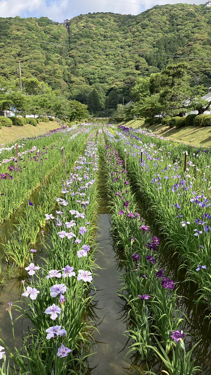 ishiningyo's tweet photo. 吉香花菖蒲園はなかなかいい感じになってきました。これからはお天気も気になりますが、錦帯橋へお越しの際はぜひこちらも楽しんでください。ここから吉香神社周辺のアジサイを見ながら城山花菖蒲園へ行くのがおすすめです。看板が出ていますので辿って行けます。今日からう飼も始まりますよ https://t.co/lYKkuOgM8h