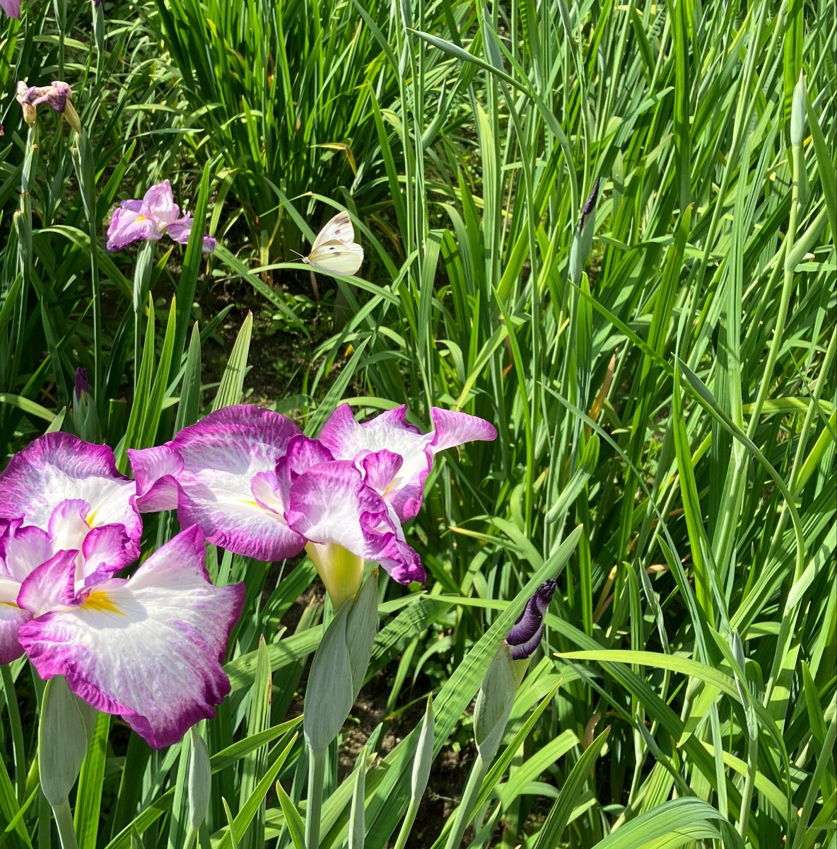 ishiningyo's tweet photo. こちらは城山花菖蒲園。どちらの菖蒲園もちょうちょ🦋とトンボが沢山飛んでいます。 https://t.co/aXYWryQYEL
