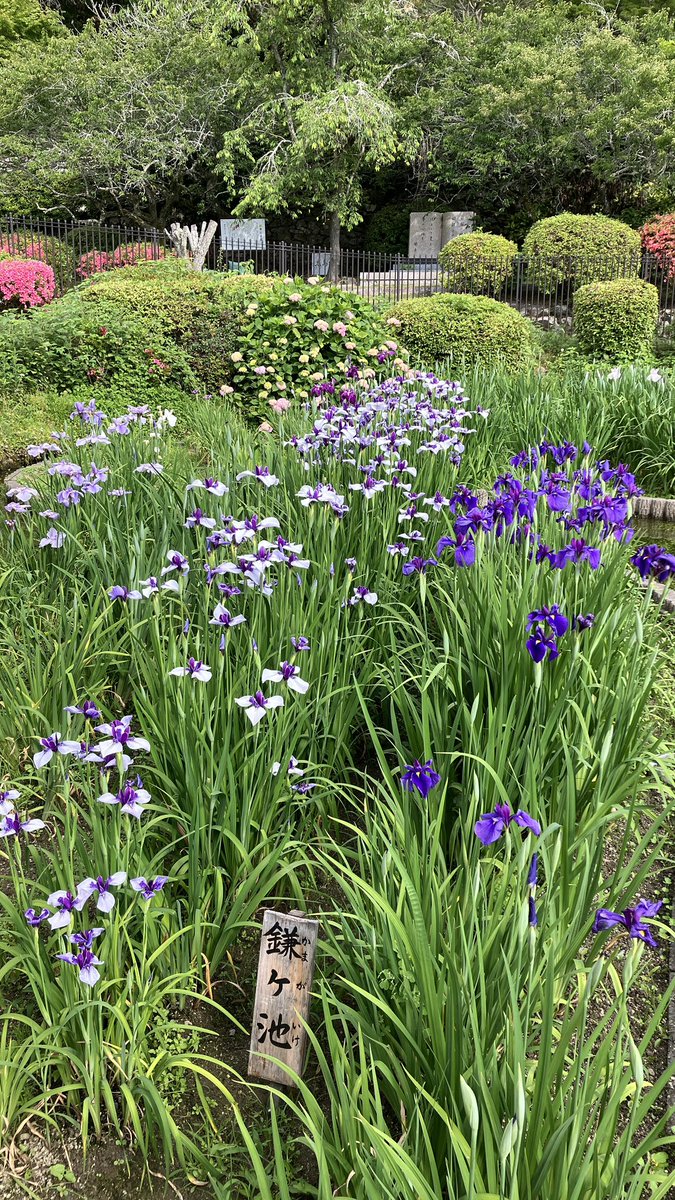 ishiningyo's tweet photo. こちらは城山花菖蒲園。どちらの菖蒲園もちょうちょ🦋とトンボが沢山飛んでいます。 https://t.co/aXYWryQYEL