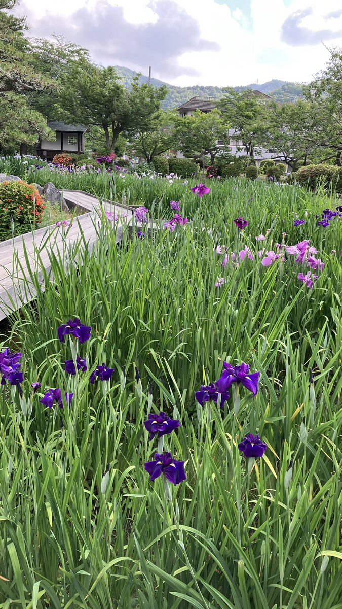 ishiningyo's tweet photo. こちらは城山花菖蒲園。どちらの菖蒲園もちょうちょ🦋とトンボが沢山飛んでいます。 https://t.co/aXYWryQYEL