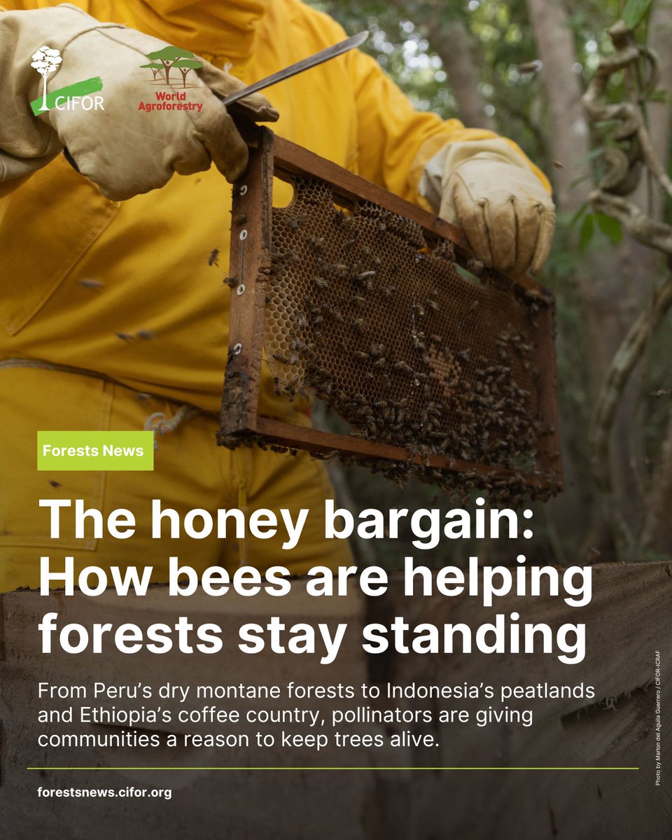 TheLandAlliance's tweet photo. What if one of the strongest incentives to keep forests standing came from bees? 🐝

This #WorldBeeDay, explore stories from Peru, Indonesia, Ethiopia & Botswana where pollinators are supporting restoration, livelihoods & local economies.

Read: 🔗 https://t.co/zyFjLNeO3q

#TreesPeoplePlanet