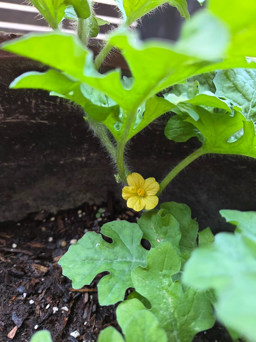 Anainhtx's tweet photo. My watermelon grew a flower 😭😭😭 https://t.co/zGpGJIbyJI