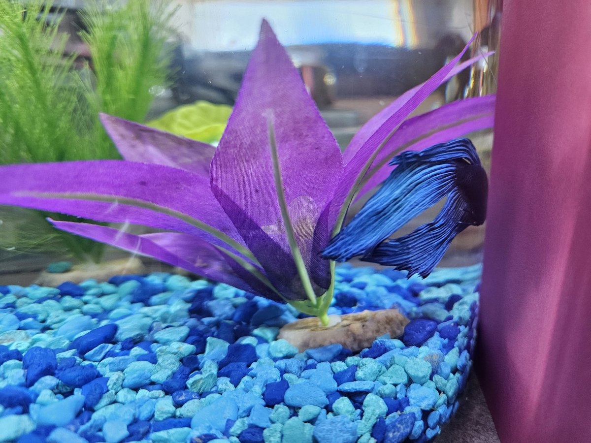 chokmahhoney777's tweet photo. A couple from shul gave me their fish today!! He has no name so I am taking suggestions. https://t.co/JmBObgQxU8