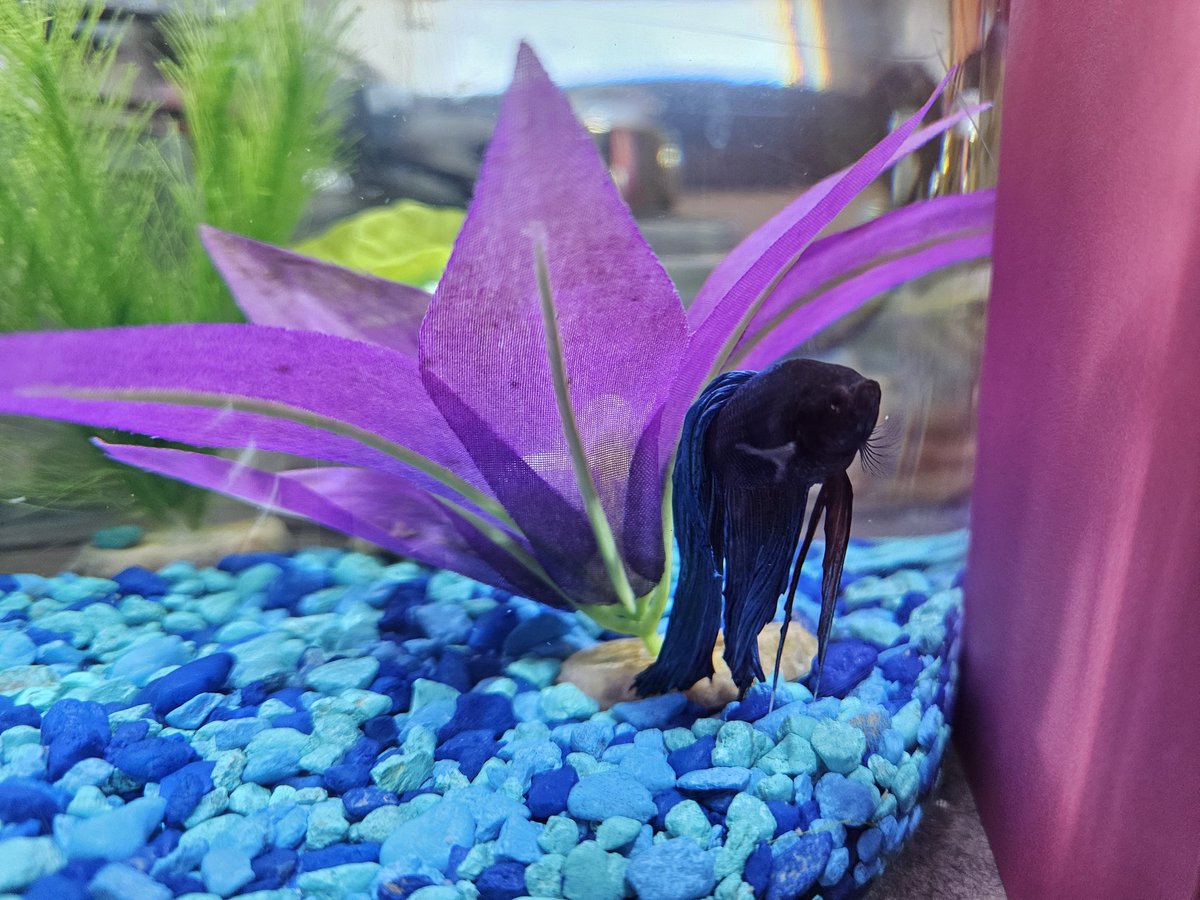 chokmahhoney777's tweet photo. A couple from shul gave me their fish today!! He has no name so I am taking suggestions. https://t.co/JmBObgQxU8