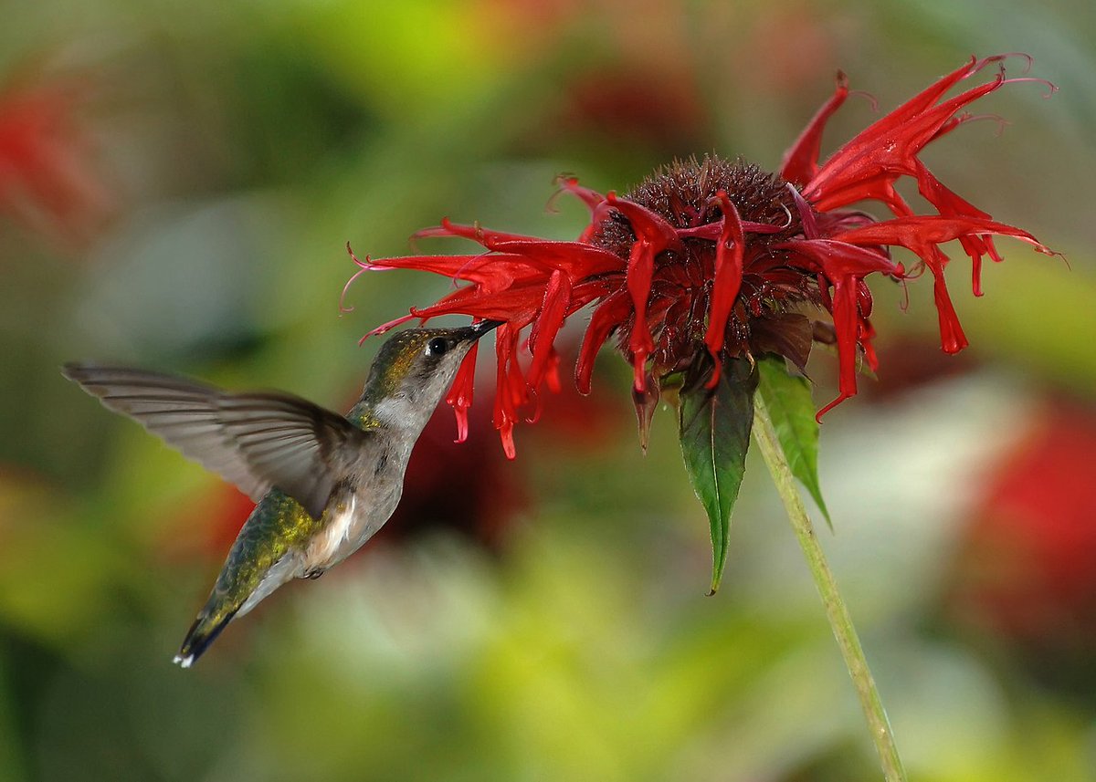vulperaeco's tweet photo. Animal of the Day 🐾
31 May 2026
🔵 Ruby-Throated Hummingbird

The Ruby-throated hummingbird weighs only a few grams but can migrate hundreds of miles across the Gulf of Mexico. Its wings beat up to 50 times per second and its heart beating over 1200 times per minute! https://t.co/SbIOliECIP