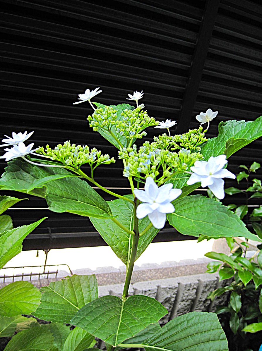 tutimo39's tweet photo. 見守るは落胆と笑み額の花
#jhaiku #トモケン俳句　 2026No.31
ここ1ヶ月萎れたり立ち直ったりでしたが、漸くここまで咲いた鉢の一輪 https://t.co/mpo1yZRB0P