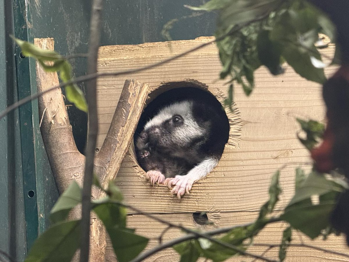saitamazoo_tw's tweet photo. 母クモネズミが巣箱から顔を出してまったりしていると、父クモネズミが場所を横取り！
何もなかったかのように落ち着きましたが。。。
証拠写真、しっかり撮れてますよ〜！
#ecoハウチュー #ウスイロホソオクモネズミ https://t.co/Yu82lhC7IH