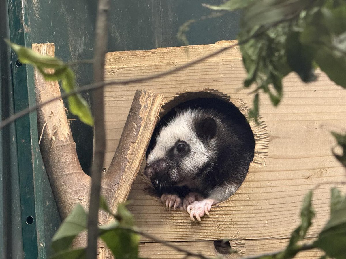 saitamazoo_tw's tweet photo. 母クモネズミが巣箱から顔を出してまったりしていると、父クモネズミが場所を横取り！
何もなかったかのように落ち着きましたが。。。
証拠写真、しっかり撮れてますよ〜！
#ecoハウチュー #ウスイロホソオクモネズミ https://t.co/Yu82lhC7IH