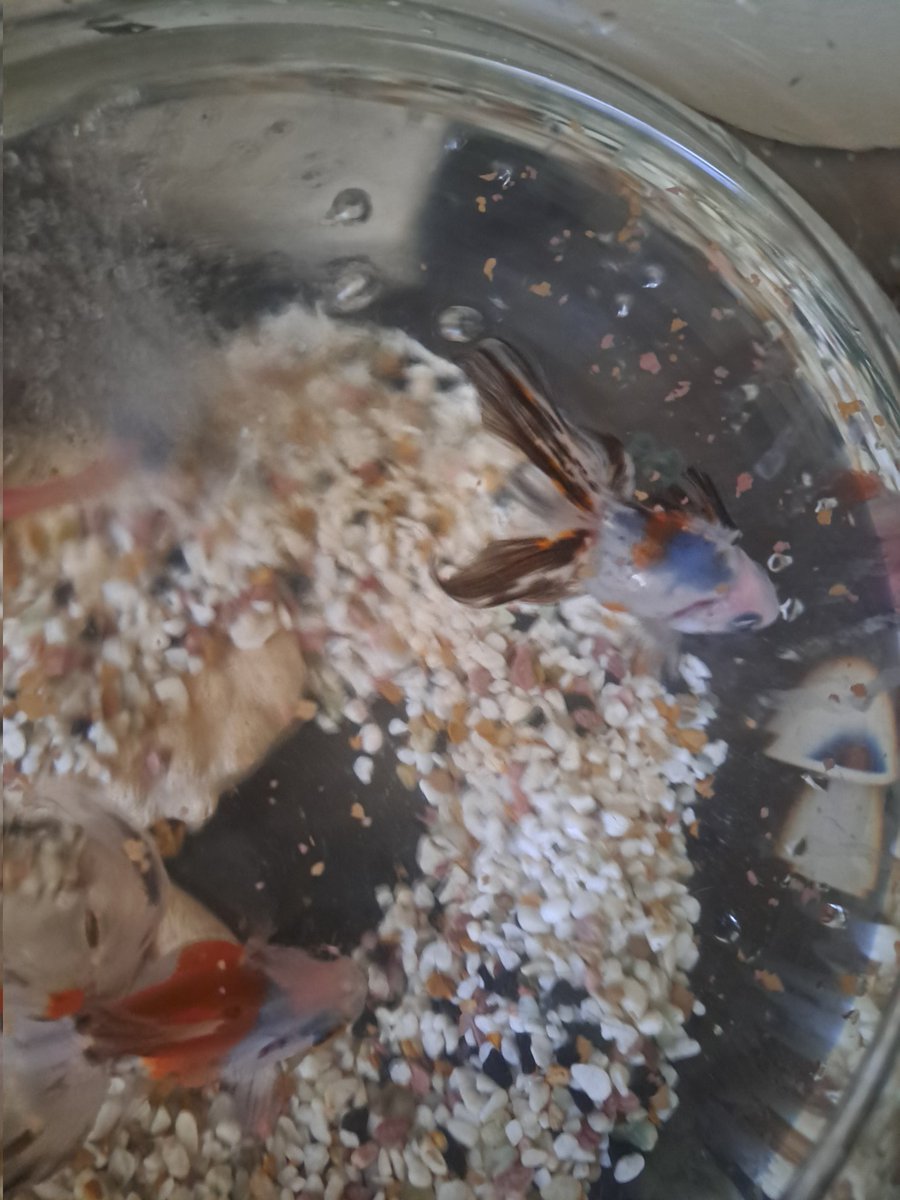 02Waso's tweet photo. STAFF金まるの水を替えました
喜んでいました🐠
STUDIO MICHIEL 45'S https://t.co/eH5ZUVoL6F