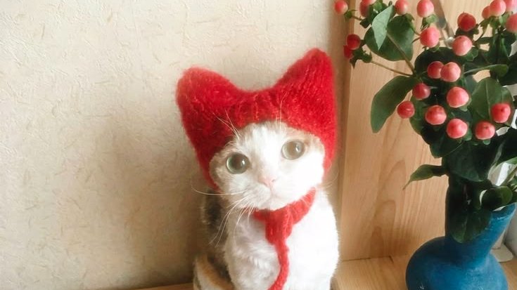 only cute things tweet media