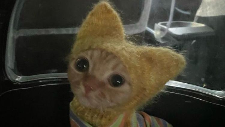 only cute things tweet media