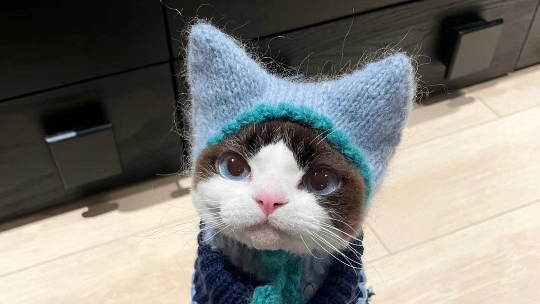 only cute things tweet media