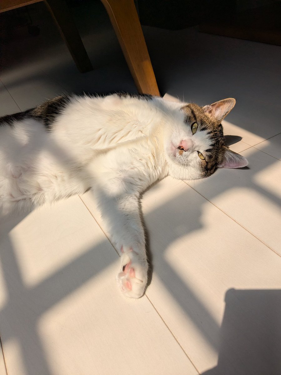 cutshoplefty's tweet photo. おはようございます☀️☀️

今日も暑くなりました。
床が気持ちよさそうでしたが、やはり暑かった🙀
今日もよろしくお願いします😊 https://t.co/cYuQewoFtJ