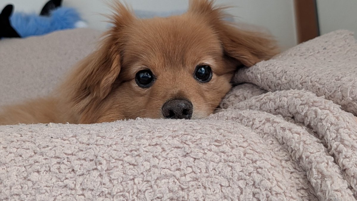 gamw38k's tweet photo. すぐごろごろする私に不満しかない犬 https://t.co/7ImID1XsFY
