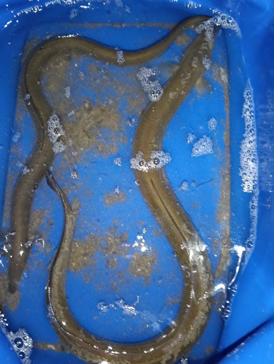 tosainukiller's tweet photo. 近所の堤防で釣友とダベる
彼は酒で、俺コーラｗ
鈴は飽きない程度に鳴る
ゆる〜い中、特大追加
そんな２時間
#うなぎ
＃４人前 https://t.co/8YIqj2tbuF