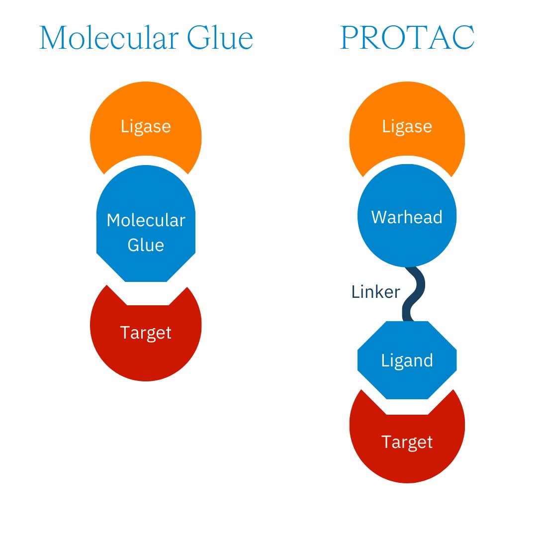 parmita's tweet photo. two flavors, broadly:

PROTACs
pull the target to the cell's garbage disposal and have it shredded. 

molecular glues 
force two proteins to stick that never would, building a brand-new function.

suddenly "undruggable" just meant "we hadn't found its partner yet." https://t.co/nA3Gfg5mTS