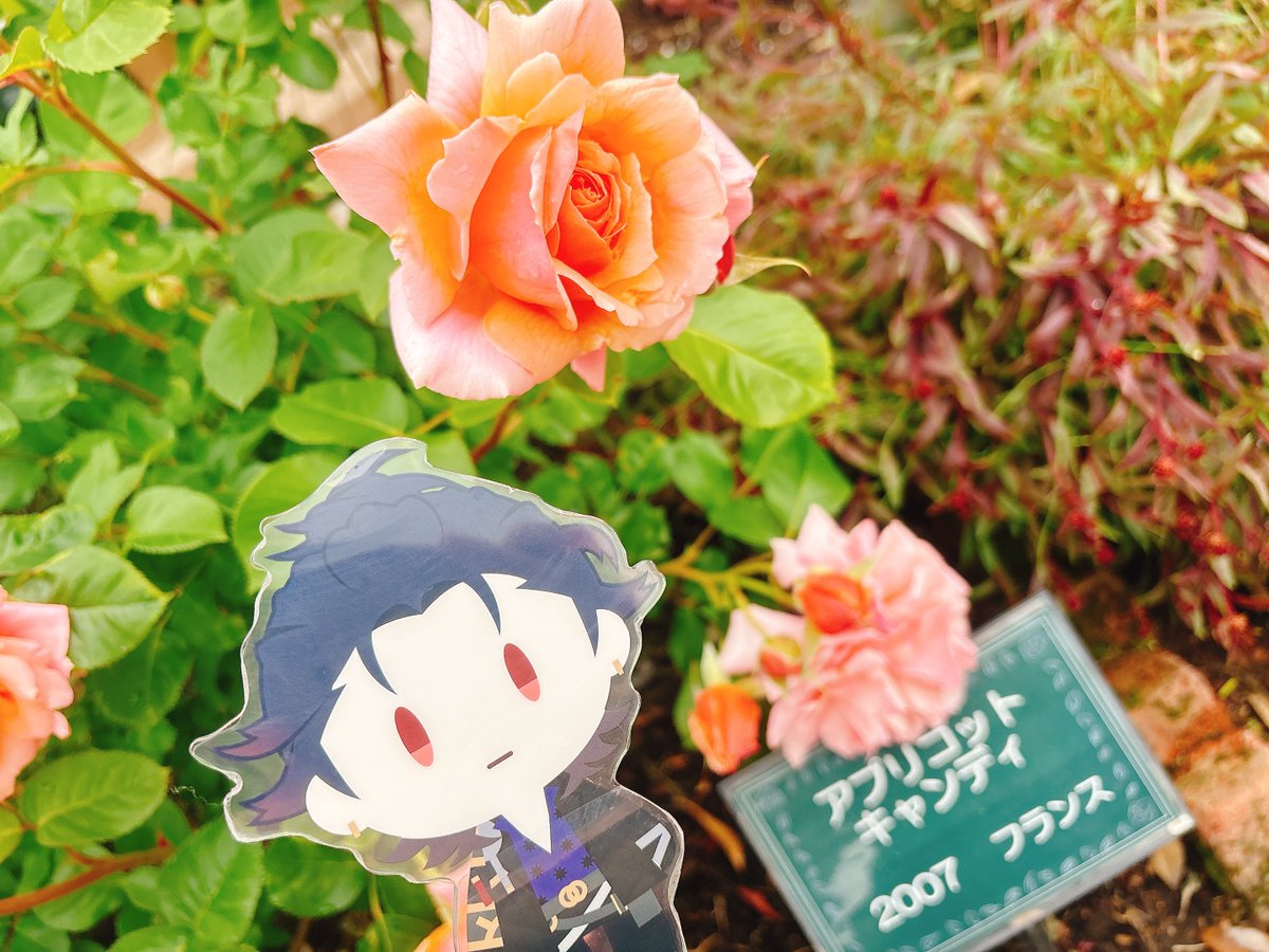 Post by せらちゃん on X: おはよう🌞