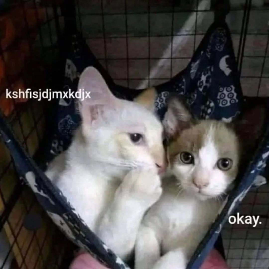 Catsillyness's tweet photo. okay. https://t.co/6QD2iRLDds