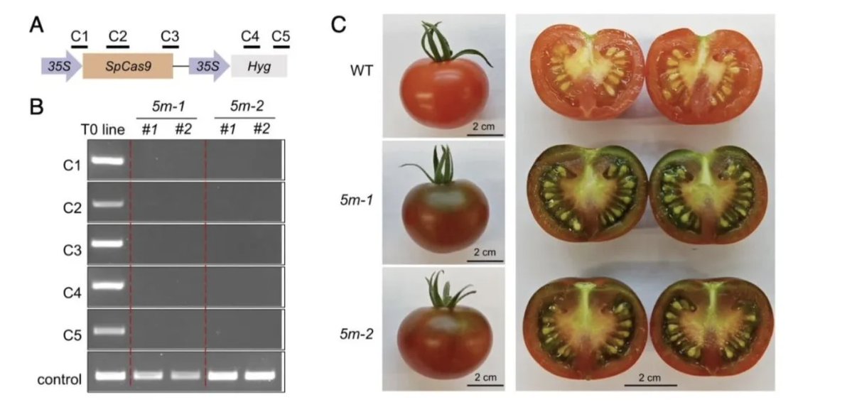wimi_biotech tweet picture