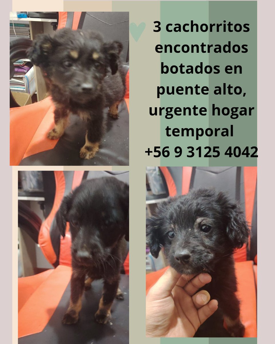 callejeritosDLV's tweet photo. Otro caso urgente. 
Cachorros encontrados en puente alto, necesitan hogar temporal o definitivo https://t.co/OmiGtHiKn6